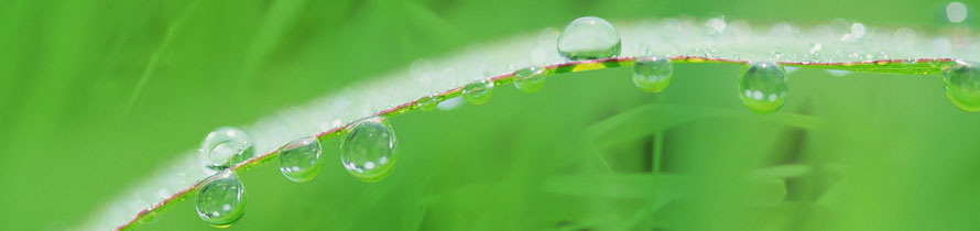 agnet-systems-with-grass-and-water-drops